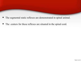  The segmental static reflexes are demonstrated in spinal animal.
 The centers for these reflexes are situated in the spinal cord.
 