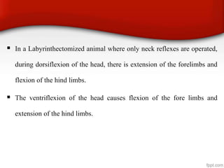  In a Labyrinthectomized animal where only neck reflexes are operated,
during dorsiflexion of the head, there is extension of the forelimbs and
flexion of the hind limbs.
 The ventriflexion of the head causes flexion of the fore limbs and
extension of the hind limbs.
 