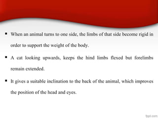  When an animal turns to one side, the limbs of that side become rigid in
order to support the weight of the body.
 A cat looking upwards, keeps the hind limbs flexed but forelimbs
remain extended.
 It gives a suitable inclination to the back of the animal, which improves
the position of the head and eyes.
 