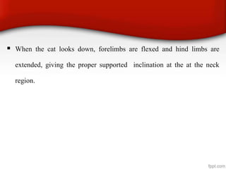  When the cat looks down, forelimbs are flexed and hind limbs are
extended, giving the proper supported inclination at the at the neck
region.
 