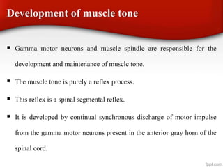 Development of muscle tone
 Gamma motor neurons and muscle spindle are responsible for the
development and maintenance of muscle tone.
 The muscle tone is purely a reflex process.
 This reflex is a spinal segmental reflex.
 It is developed by continual synchronous discharge of motor impulse
from the gamma motor neurons present in the anterior gray horn of the
spinal cord.
 