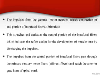  The impulses from the gamma motor neurons causes contraction of
end portion of intrafusal fibers. (Stimulus)
 This stretches and activates the central portion of the intrafusal fibers
which initiates the reflex action for the development of muscle tone by
discharging the impulses.
 The impulses from the central portion of intrafusal fibers pass through
the primary sensory nerve fibers (afferent fibers) and reach the anterior
gray horn of spinal cord.
 
