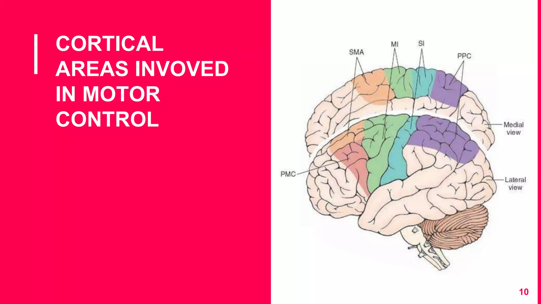 CORTICAL
AREAS INVOVED
IN MOTOR
CONTROL
10
 