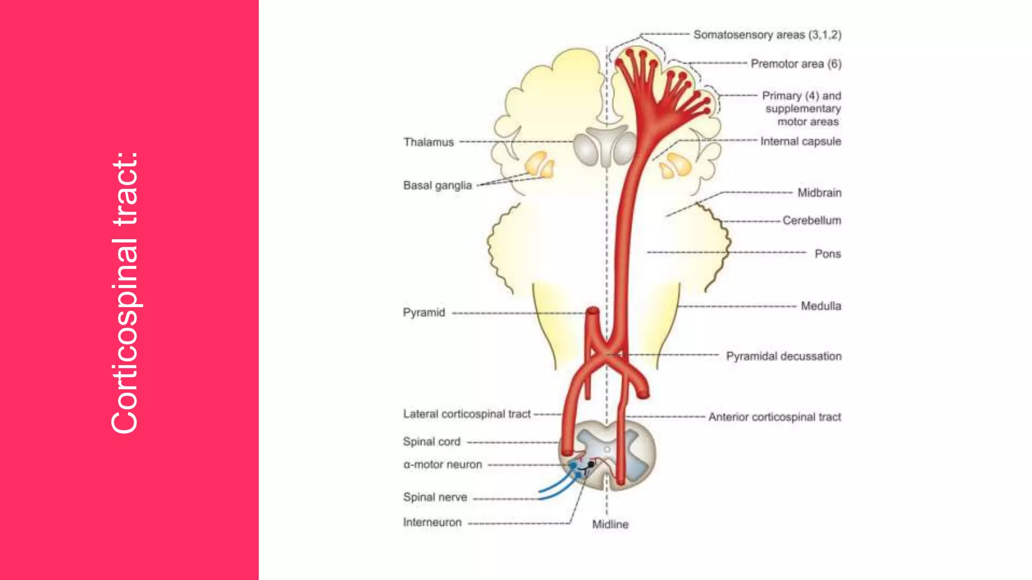 13
Corticospinaltract:
 