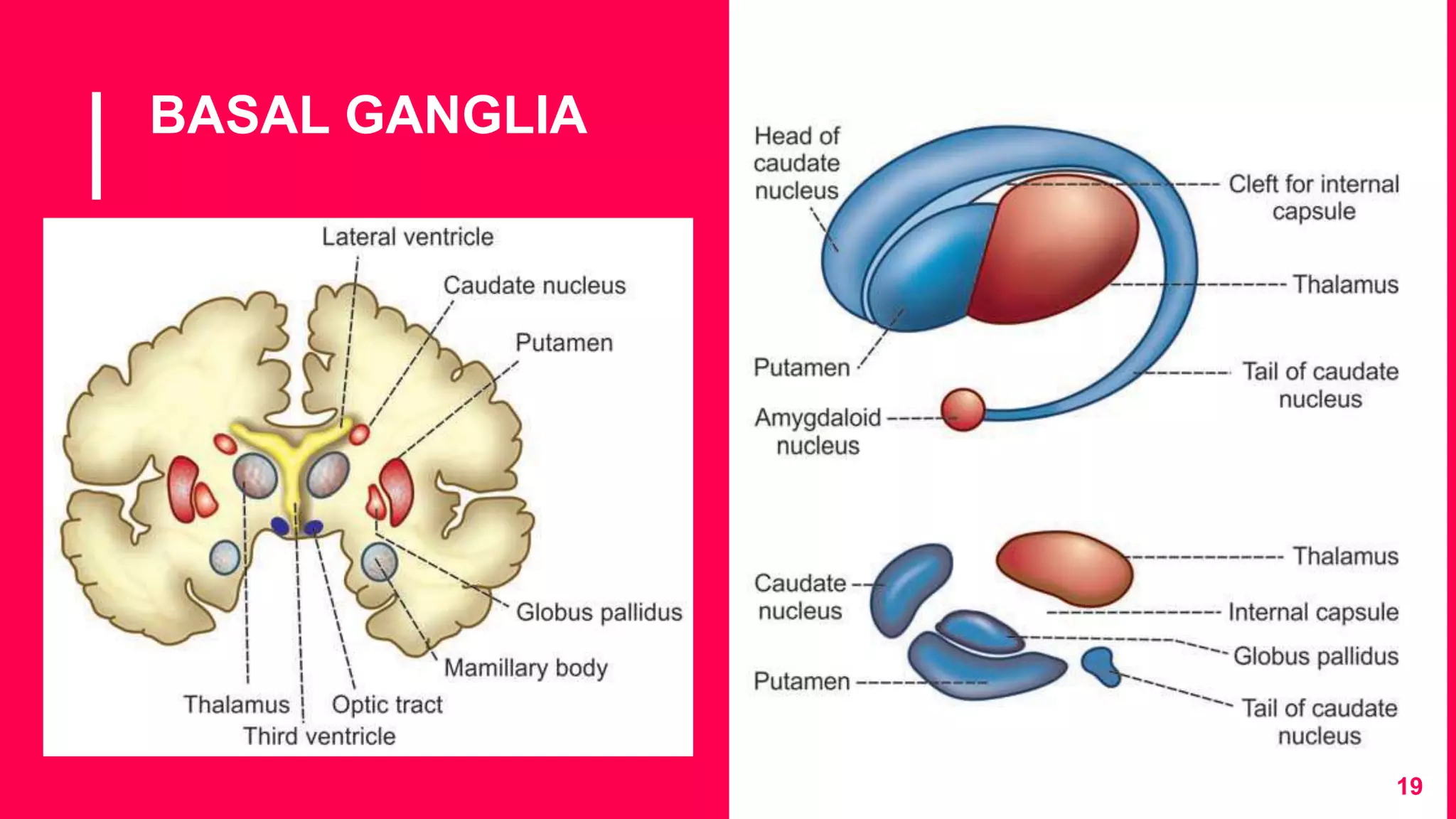 BASAL GANGLIA
19
 
