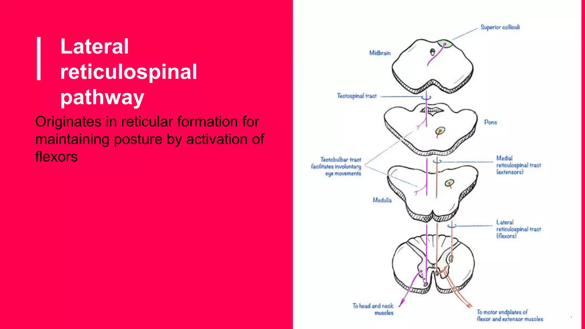 Lateral
reticulospinal
pathway
24
▪ Originates in reticular formation for
maintaining posture by activation of
flexors
 