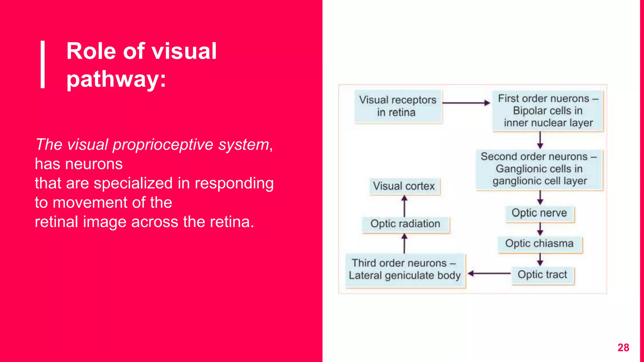 Role of visual
pathway:
28
The visual proprioceptive system,
has neurons
that are specialized in responding
to movement of the
retinal image across the retina.
 