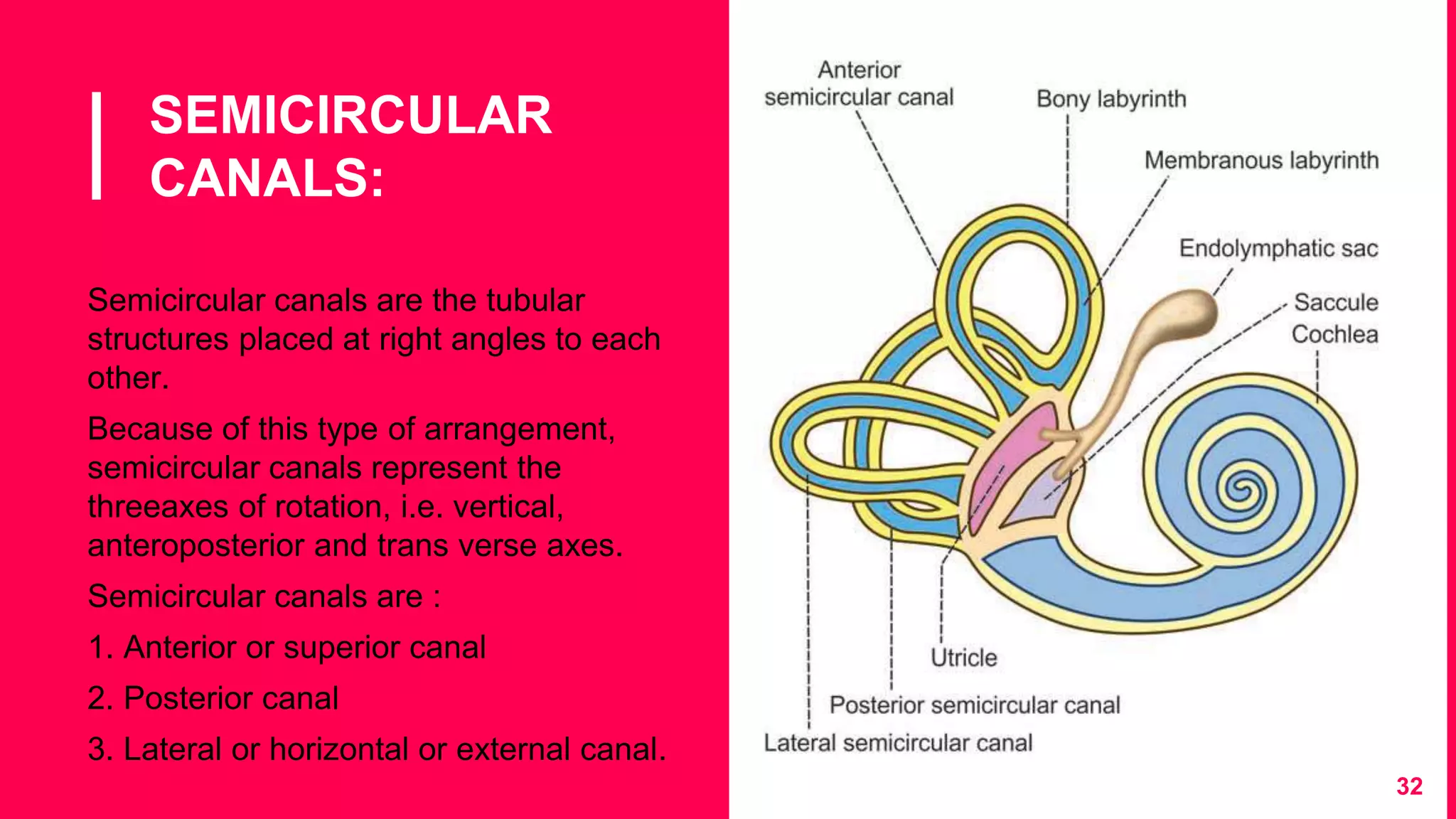 SEMICIRCULAR
CANALS:
32
▪ Semicircular canals are the tubular
structures placed at right angles to each
other.
▪ Because of this type of arrangement,
semicircular canals represent the
threeaxes of rotation, i.e. vertical,
anteroposterior and trans verse axes.
▪ Semicircular canals are :
▪ 1. Anterior or superior canal
▪ 2. Posterior canal
▪ 3. Lateral or horizontal or external canal.
 