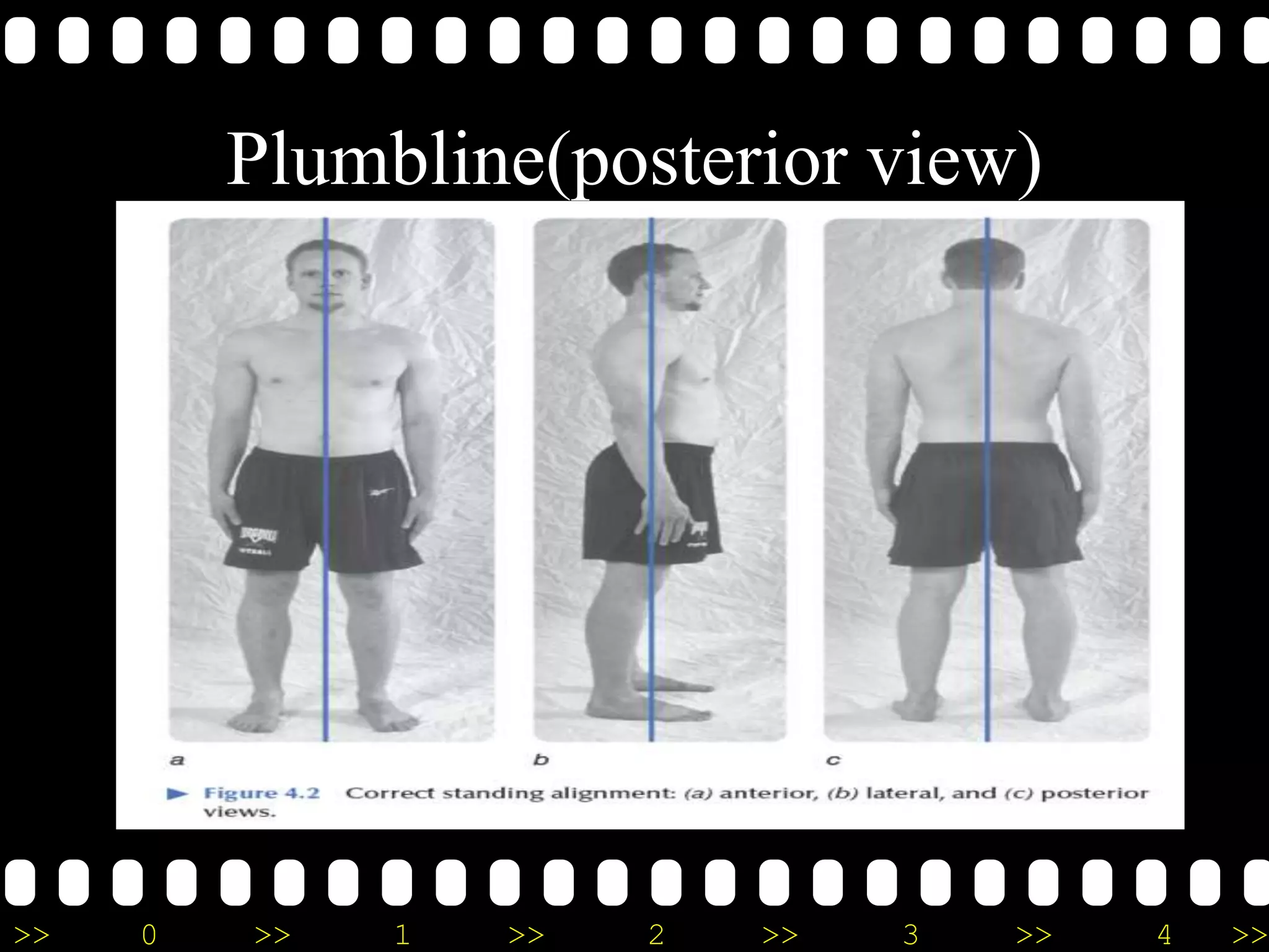 >> 0 >> 1 >> 2 >> 3 >> 4 >>
Plumbline(posterior view)
 