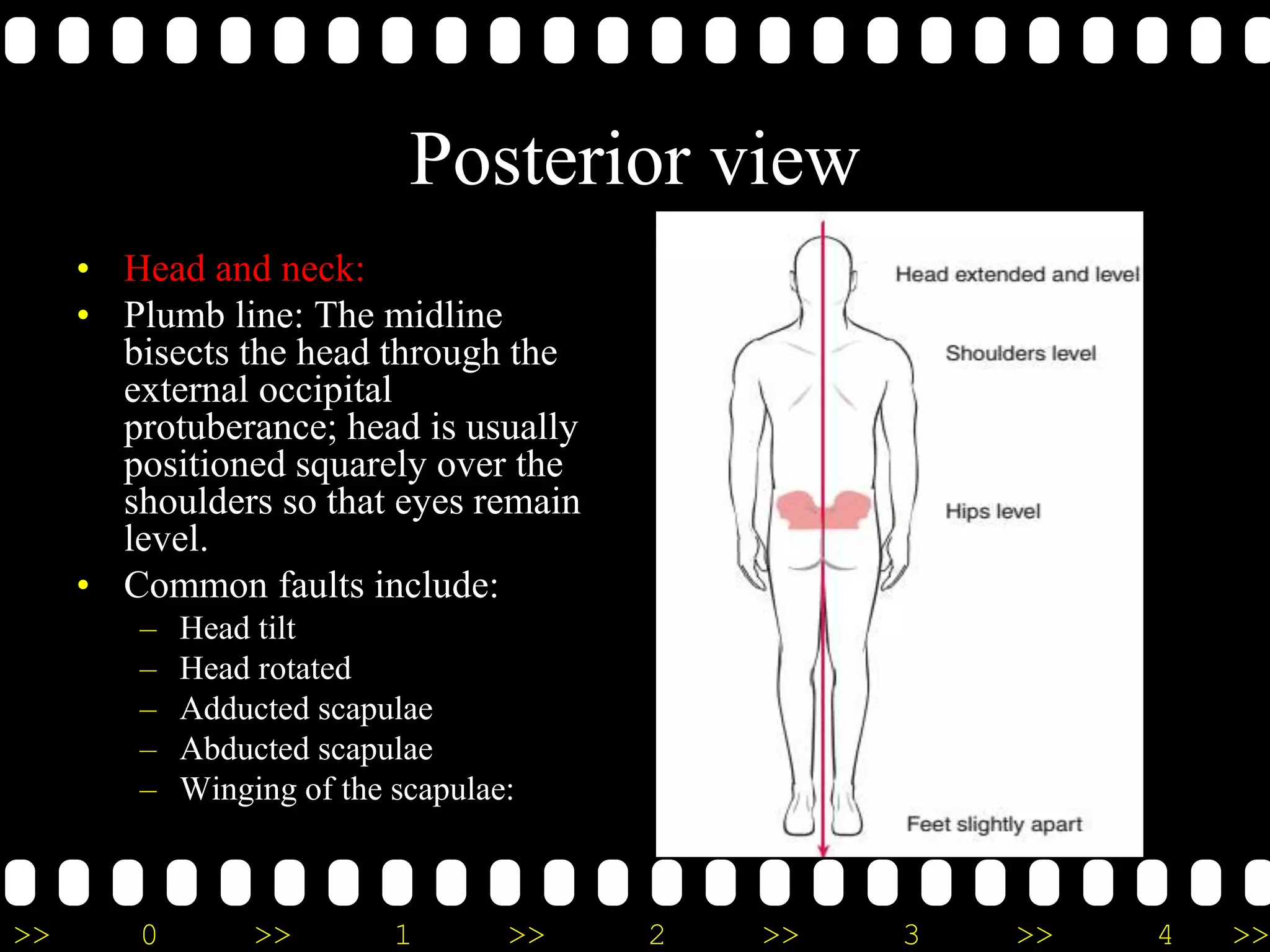 >> 0 >> 1 >> 2 >> 3 >> 4 >>
Posterior view
• Head and neck:
• Plumb line: The midline
bisects the head through the
external occipital
protuberance; head is usually
positioned squarely over the
shoulders so that eyes remain
level.
• Common faults include:
– Head tilt
– Head rotated
– Adducted scapulae
– Abducted scapulae
– Winging of the scapulae:
 