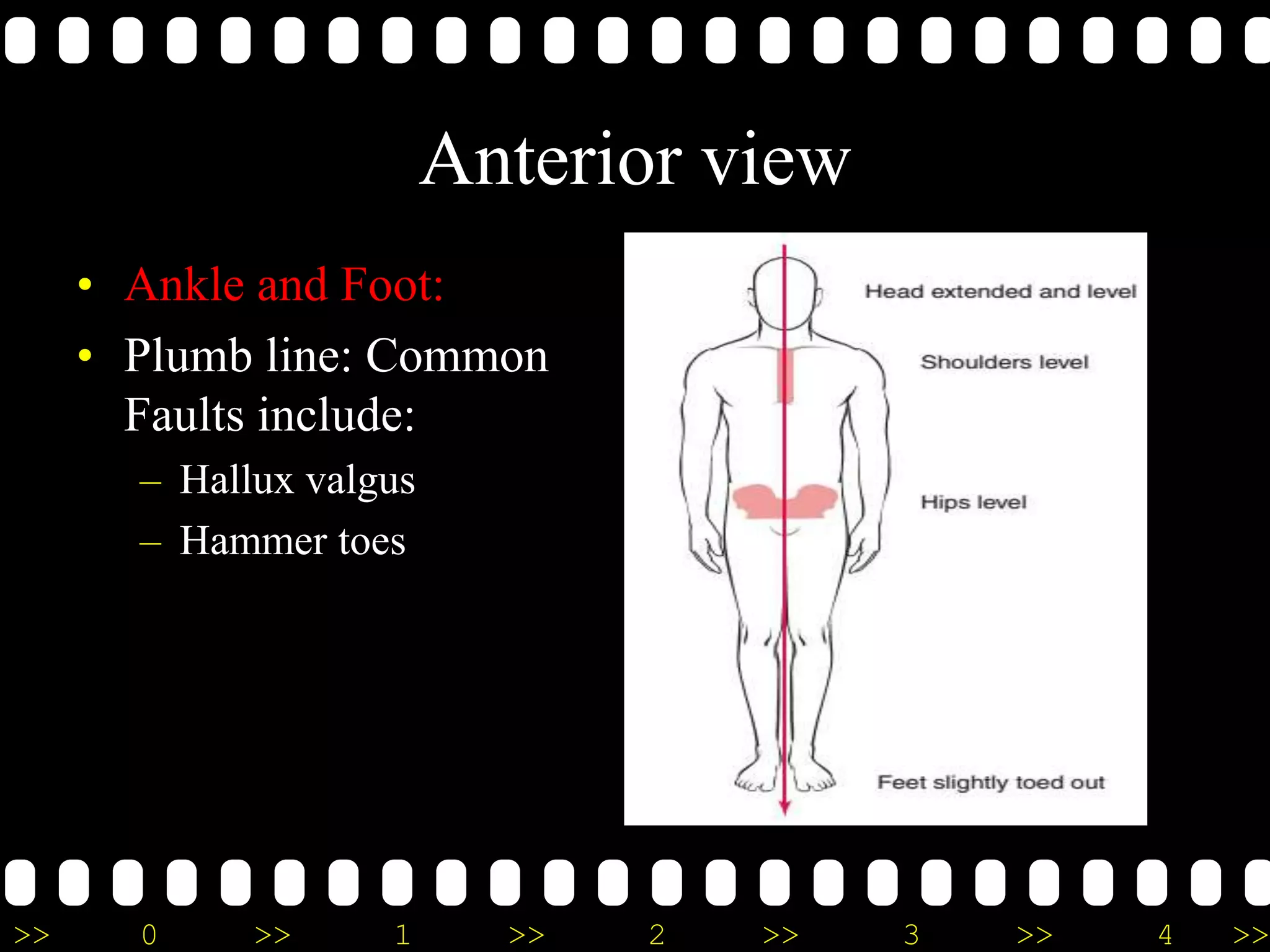 >> 0 >> 1 >> 2 >> 3 >> 4 >>
Anterior view
• Ankle and Foot:
• Plumb line: Common
Faults include:
– Hallux valgus
– Hammer toes
 