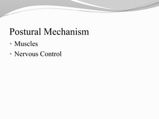 • Muscles
• Nervous Control
Postural Mechanism
 