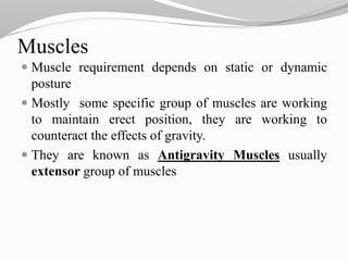 Muscles
 Muscle requirement depends on static or dynamic
posture
 Mostly some specific group of muscles are working
to maintain erect position, they are working to
counteract the effects of gravity.
 They are known as Antigravity Muscles usually
extensor group of muscles
 