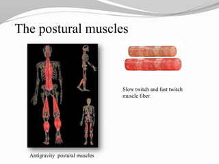 The postural muscles
Antigravity postural muscles
Slow twitch and fast twitch
muscle fiber
 