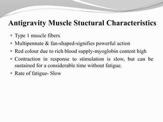 Antigravity Muscle Stuctural Characteristics
 Type 1 muscle fibers
 Multipennate & fan-shaped-signifies powerful action
 Red colour due to rich blood supply-myoglobin content high
 Contraction in response to stimulation is slow, but can be
sustained for a considerable time without fatigue.
 Rate of fatigue- Slow
 