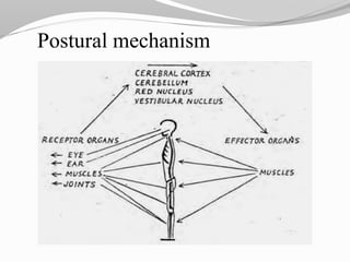 Postural mechanism
 