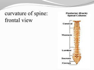 curvature of spine:
frontal view
 