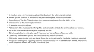 • iii. Impulses arise even from exteroceptors while standing, if the sole remains in contact
• with the ground. It causes an activation of the pressure receptors, which are observed in
• deeper layers of the skin. These impulses from pressure receptors reinforce the rigidity of the
• limbs occurred by the proprioceptive impulses
• 2. Negative supporting reflexes
• A)Relaxation of the muscles and unfixing of the joints enable the limbs to flex and move to a new position.
• B)It is also otherwise known as negative supporting reaction.
• C)It is brought about by raising the leg off the ground and plantar flexion of toes and ankle.
• D) If the leg is lifted off the ground, the exteroceptive impulses are prevented.
• E)When the toes and ankle joints are plantar flexed, the stretch stimulus for the plantar muscles is prevented.
• The positive and negative supporting reactions are demonstrated well on a decorticate animal. The centers
for the supporting reflexes are situated in the spinal cord.
•
 