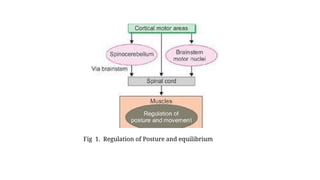 Fig 1. Regulation of Posture and equilibrium
 