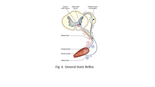 Fig 4. General Static Reflex
 