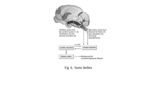 Fig 6. Static Reflex
 