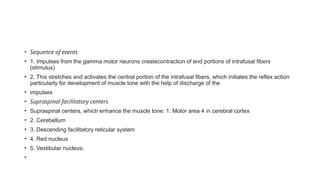 • Sequence of events
• 1. Impulses from the gamma motor neurons createcontraction of end portions of intrafusal fibers
(stimulus)
• 2. This stretches and activates the central portion of the intrafusal fibers, which initiates the reflex action
particularly for development of muscle tone with the help of discharge of the
• impulses
• Supraspinal facilitatory centers
• Supraspinal centers, which enhance the muscle tone: 1. Motor area 4 in cerebral cortex
• 2. Cerebellum
• 3. Descending facilitatory reticular system
• 4. Red nucleus
• 5. Vestibular nucleus.
•
 