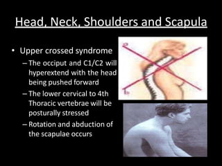 Head, Neck, Shoulders and Scapula
• Upper crossed syndrome
– The occiput and C1/C2 will
hyperextend with the head
being pushed forward
– The lower cervical to 4th
Thoracic vertebrae will be
posturally stressed
– Rotation and abduction of
the scapulae occurs
 