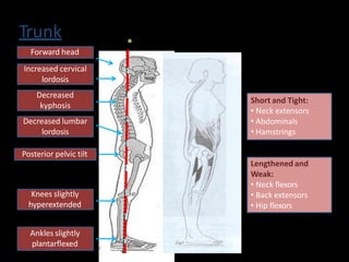 Trunk •
Forward head
Increased cervical
lordosis
Decreased
kyphosis
Decreased lumbar
lordosis
Posterior pelvic tilt
Knees slightly
hyperextended
Ankles slightly
plantarflexed
Short and Tight:
• Neck extensors
• Abdominals
• Hamstrings
Lengthened and
Weak:
• Neck flexors
• Back extensors
• Hip flexors
 