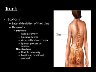 • Scoliosis
– Lateral deviation of the spine
– Deformity
• Structural
– Fixed deformity
– Apical vertebrae
– Vertebral body on convex
– Spinous process on
concave
• Non-structural
– Flexible deformity
– Positional, functional,
postural
Trunk
 