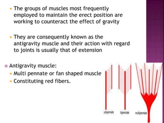  The groups of muscles most frequently
employed to maintain the erect position are
working to counteract the effect of gravity
 They are consequently known as the
antigravity muscle and their action with regard
to joints is usually that of extension
 Antigravity muscle:
 Multi pennate or fan shaped muscle
 Constituting red fibers.
 