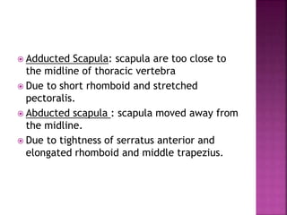  Adducted Scapula: scapula are too close to
the midline of thoracic vertebra
 Due to short rhomboid and stretched
pectoralis.
 Abducted scapula : scapula moved away from
the midline.
 Due to tightness of serratus anterior and
elongated rhomboid and middle trapezius.
 