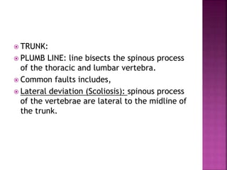  TRUNK:
 PLUMB LINE: line bisects the spinous process
of the thoracic and lumbar vertebra.
 Common faults includes,
 Lateral deviation (Scoliosis): spinous process
of the vertebrae are lateral to the midline of
the trunk.
 