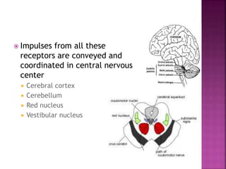  Impulses from all these
receptors are conveyed and
coordinated in central nervous
center
 Cerebral cortex
 Cerebellum
 Red nucleus
 Vestibular nucleus
 