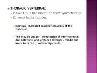  THORACIC VERTEBRAE:
 PLUMB LINE : line bisect the chest symmetrically.
 Common faults includes,
 Kyphosis : increased posterior convexity of the
vertebrae.
 This may be due to - compression of inter vertebral
disk anteriorly. And stretched extensor , middle and
lower trapezius , posterior ligaments.
 