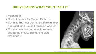 BODY LEARNS WHAT YOU TEACH IT
Mechanical
Control factors for Motion Patterns
Contracting muscles strengthen as they
are used, and unused muscles weaken.
Once a muscle contracts, it remains
shortened unless something else
stretches it.
Body Zone Ralston-from Kendall p 270 Connecting ligaments adapt and stretch in the direction of strain
 
