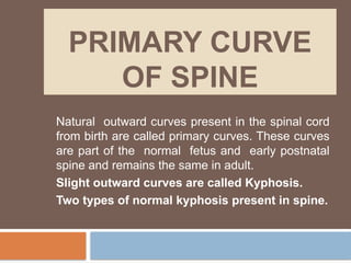 PRIMARY CURVE
OF SPINE
Natural outward curves present in the spinal cord
from birth are called primary curves. These curves
are part of the normal fetus and early postnatal
spine and remains the same in adult.
Slight outward curves are called Kyphosis.
Two types of normal kyphosis present in spine.
 
