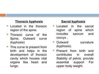Thoracic kyphosis
 Located in the thoracic
region of the spine.
 Thoracic curve of the
Spine. Outward curve
(kyphosis)
 This curve Is present from
birth and helps in the
development of thoracic
cavity which houses vital
organs like heart and
lungs.
Sacral kyphosis
 Located in the sacral
region of spine which
includes sacrum and
coccyx .
 Outward curvature
(kyphosis).
 Present from birth and
contributes in overall
Stability of pelvis. provide
essential support For
upper body weight.
 