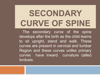 SECONDARY
CURVE OF SPINE
The secondary curve of the spine
develops after the birth as the child learns
to sit upright, stand and walk. These
curves are present in cervical and lumbar
Region and these curves unlike primary
curves have inward curvature called
lordosis.
 