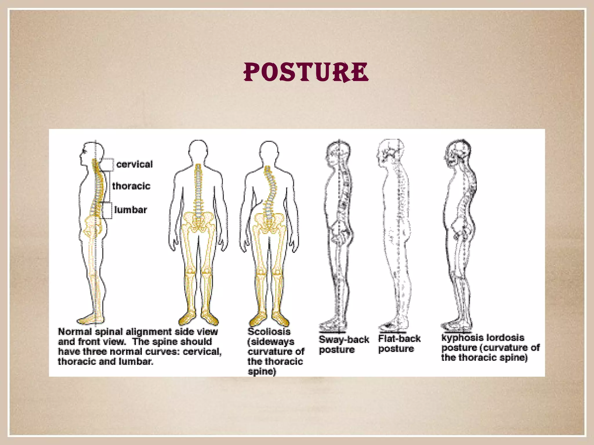 Posture | PPT
