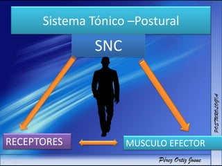 Sistema Tónico –Postural
SNC
RECEPTORES MUSCULO EFECTOR
