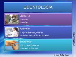 ODONTOLOGÍA
Dientista
• Dientes
• Dientes
Patólogo
• Tejidos blandos, Dientes
• Células, Tejidos duros. Epitelios
Gnatologo
• ATM, PERIODONTO
• Músculos, Dientes