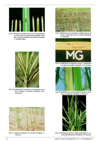 12 ARQUIVO DO AGRÔNOMO Nº 6 - SETEMBRO/94
Foto 8. Mancha vermelha escura na nervura principal,
no corte transversal (esquerda) podridão verme-
lha e (direita) deficiência de potássio (Original:
J. Orlando Filho).
Foto 9. Deficiência severa de cálcio: as folhas mais novas
secam e adquirem forma de gancho (Original:
G. Samuels).
Foto 11. Deficiência de magnésio: clorose e pontuações
necróticas nas folhas (Original: G.J. Gascho).
Foto 10. Deficiência de magnésio: as pontuações necró-
ticas atingem as bainhas (Original: D.L.
Anderson).
Foto 12. Deficiência de enxofre: folhas mais novas cloró-
ticas (à esquerda) (Original: A. Hurney).
Foto 14. Deficiência de boro: folhas quebradiças e ex-
cessodeperfilhamento(Original:G.J.Gascho).
Foto 13. Plantas deficientes em enxofre (Original: A.
Hurney).
 