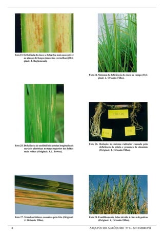 14 ARQUIVO DO AGRÔNOMO Nº 6 - SETEMBRO/94
Foto23.Deficiênciadezinco:afolhaficamaissusceptível
ao ataque de fungos (manchas vermelhas) (Ori-
ginal: J. Reghenzani).
Foto 24. Sintoma de deficiência de zinco no campo (Ori-
ginal: J. Orlando Filho).
Foto 27. Manchas foliares causadas pelo frio (Original:
J. Orlando Filho).
Foto 28. Fendilhamento foliar devido à chuva de pedras
(Original: J. Orlando Filho).
Foto 26. Redução no sistema radicular causada pela
deficiência de cálcio e presença de alumínio
(Original: J. Orlando Filho).
Foto 25. Deficiência de molibdênio: estrias longitudinais
curtas e cloróticas no terço superior das folhas
mais velhas (Original: J.E. Bowen).
 