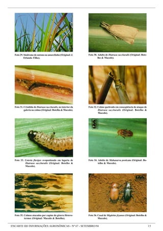ENCARTE DO INFORMAÇÕES AGRONÔMICAS - Nº 67 - SETEMBRO/94 15
Foto 30. Adulto de Diatraea saccharalis (Original: Bote-
lho & Macedo).
Foto 29. Síndrome de outono ou amarelinho (Original: J.
Orlando Filho).
Foto 35. Colmos atacados por cupins do gênero Hetero-
termes (Original: Macedo & Botelho).
Foto 36. Casal de Migdolus fryanus (Original: Botelho &
Macedo).
Foto 32. Colmo quebrado em conseqüência do ataque de
Diatraea saccharalis (Original: Botelho &
Macedo).
Foto 31. Crisálida de Diatraea saccharalis, no interior da
galeria no colmo (Original: Botelho & Macedo).
Foto 34. Adulto de Mahanarva posticata (Original: Bo-
telho & Macedo).
Foto 33. Cotesia flavipes ovopositando em lagarta de
Diatraea saccharalis (Original: Botelho &
Macedo).
 