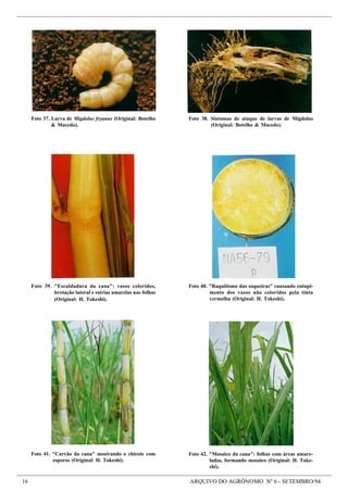 16 ARQUIVO DO AGRÔNOMO Nº 6 - SETEMBRO/94
Foto 40. "Raquitismo das soqueiras" causando entupi-
mento dos vasos não coloridos pela tinta
vermelha (Original: H. Tokeshi).
Foto 37. Larva de Migdolus fryanus (Original: Botelho
& Macedo).
Foto 38. Sintomas de ataque de larvas de Migdolus
(Original: Botelho & Macedo).
Foto 42. "Mosaico da cana": folhas com áreas amare-
ladas, formando mosaico (Original: H. Toke-
shi).
Foto 39. "Escaldadura da cana": vasos coloridos,
brotação lateral e estrias amarelas nas folhas
(Original: H. Tokeshi).
Foto 41. "Carvão da cana" mostrando o chicote com
esporos (Original: H. Tokeshi).
 