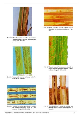 ENCARTE DO INFORMAÇÕES AGRONÔMICAS - Nº 67 - SETEMBRO/94 17
Foto 48. "Podridão abacaxi": mudas não brotadas com
cheiro de abacaxi e esporos pretos (Original: H.
Tokeshi).
Foto 47. "Podridão vermelha": podridão avermelhada
com bandas transversais claras de Colle-
totrichum (Original: H. Tokeshi).
Foto 45. "Ferrugem da cana nas variedades NA56-79 e
SP70-1284 (H. Tokeshi).
Foto 46. "Mancha amarela": crescimento aveludado do
fungo, causando manchas amarelas e aver-
melhadas (Original: H. Tokeshi).
Foto 43. "Mancha ocular": manchas avermelhadas
elípticas ligadas a riscas de toxina do fungo
(Original: H. Tokeshi).
Foto 44. "Estria vermelha" causando podridão da cana
com cheiro característico (Original: H. Toke-
shi).
 