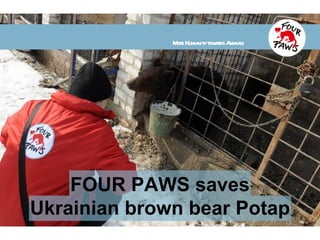 FOUR PAWS saves Ukrainian brown bear Potap More Humanity towards Animals 