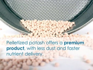 Pelletized potash offers a premium
product, with less dust and faster
nutrient delivery.
 