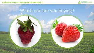 POTASSIUM SULPHATE IMPROVES YIELD AND QUALITY
6
Which one are you buying?
 