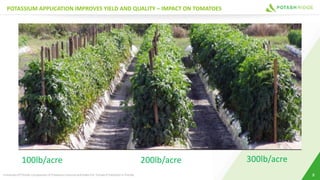 POTASSIUM APPLICATION IMPROVES YIELD AND QUALITY – IMPACT ON TOMATOES
8Universityof Florida: Comparison of Potassium Sources and Rates For TomatoProduction in Florida
100lb/acre 200lb/acre 300lb/acre
 